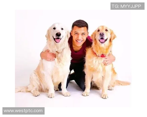 狗狗顶足球的趣味挑战与训练方法分享让你的爱犬成为运动小明星 狗狗顶足球的趣味挑战与训练方法分享让你的爱犬成为运动小明星